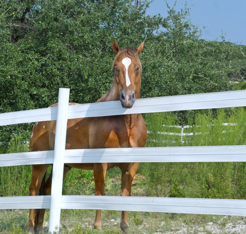 Horse Fence Painting in Waco, TX
